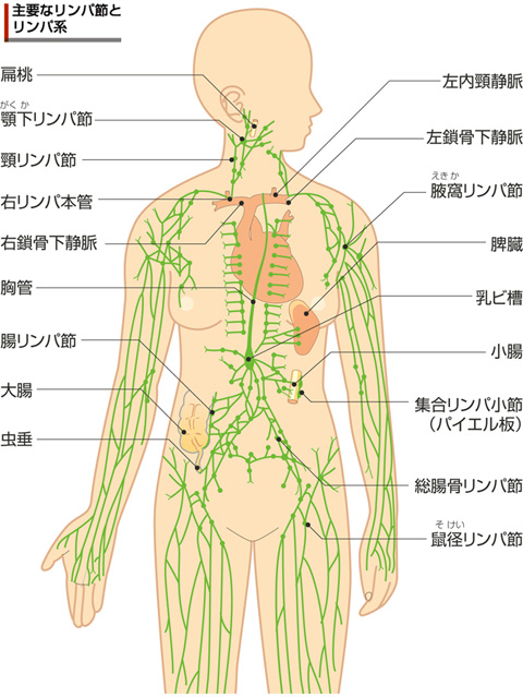 リンパ 構造図 女性のための美容研究所